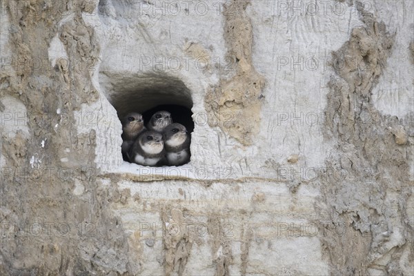 Sand martins