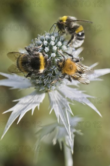 Tree bumblebee