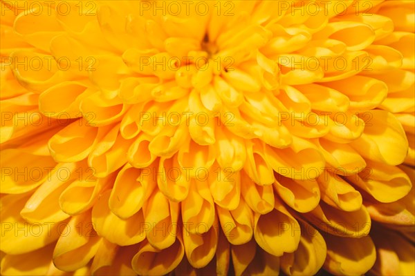 Beautiful colorful natural spring flowers in macro view