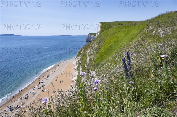 Bathing Beach on the South of England Chalk Coast at Durdledoor