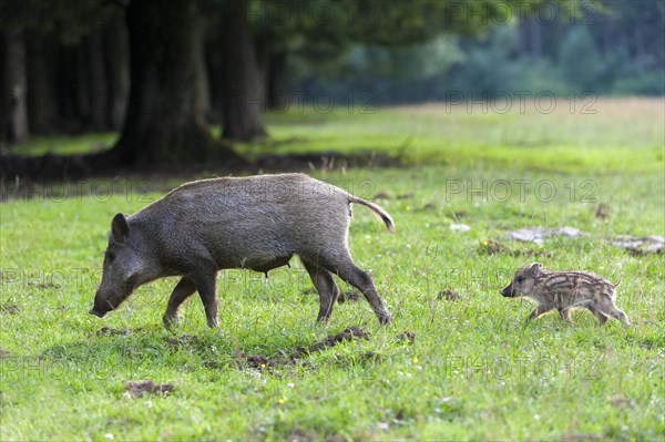 Wild boar