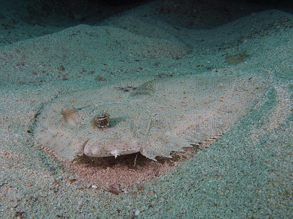 Portrait of peacock flounder