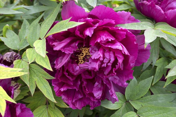 Flower peonies