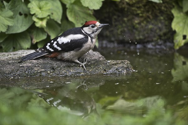 Great spotted woodpecker