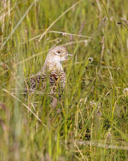 Pheasant