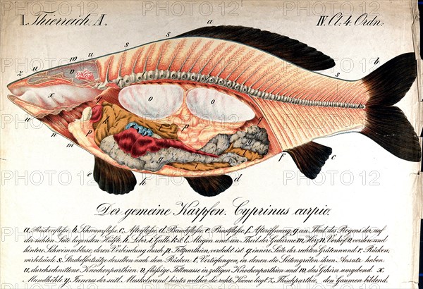 Anatomy of the fish