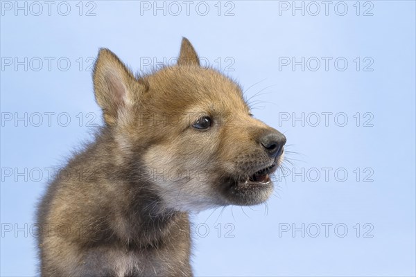 European gray wolf