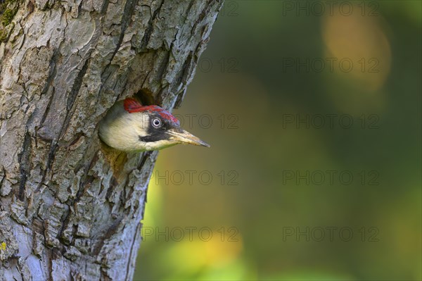 European green woodpecker