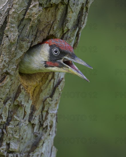 European green woodpecker