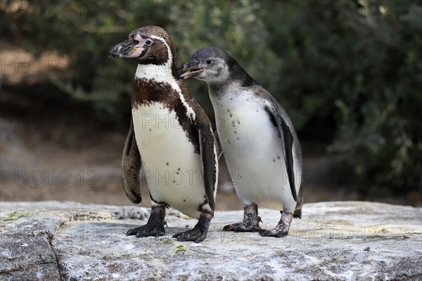 Humboldt penguin