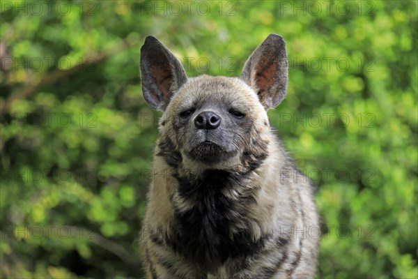 Striped hyena