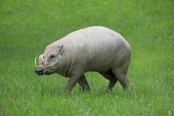 North sulawesi babirusa