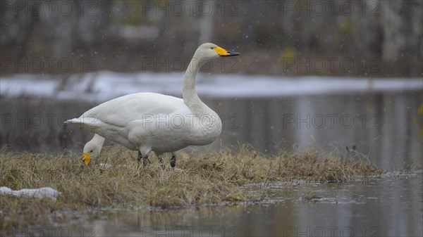 Whooper Swan