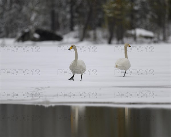 Whooper Swan