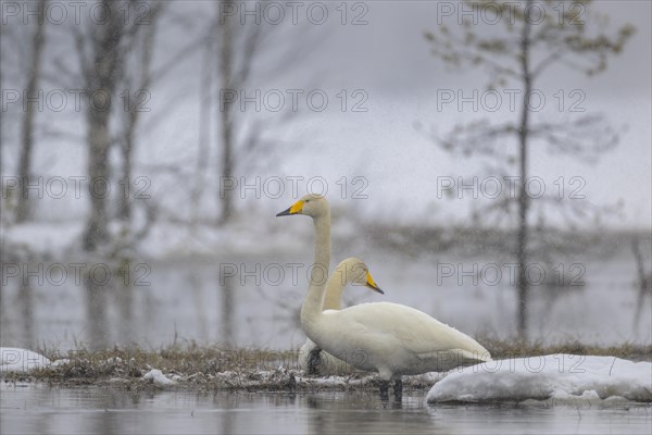 Whooper Swan