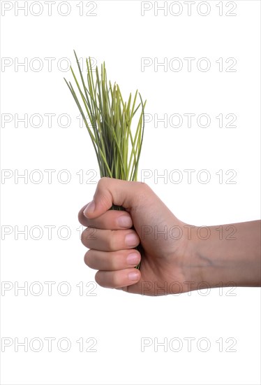 Child holding a bunch of grass in hand on a white background