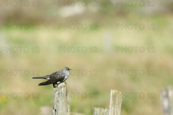 Common cuckoo