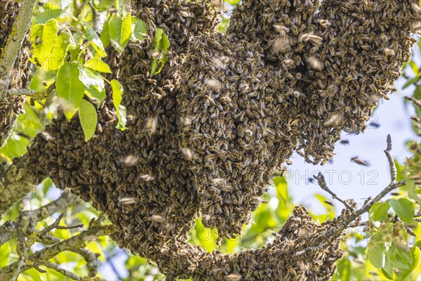 Swarming time for bees