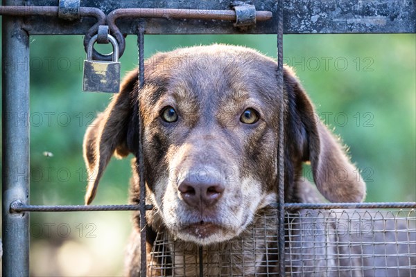Mixed breed dog behind bars