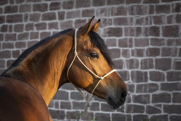 Portrait of a beautiful bay warmblood horse in front of a stonewall at golden hour. Sunspots on head and neck