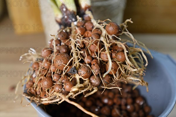 House plant with well grown roots in expanded clay pellets cultivated in passive semi hydroponics