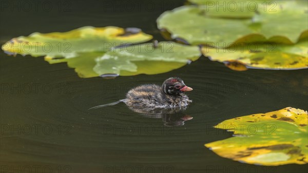 Little Grebe