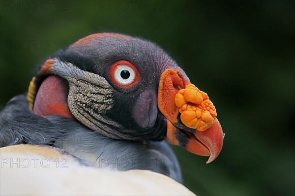 King Vulture