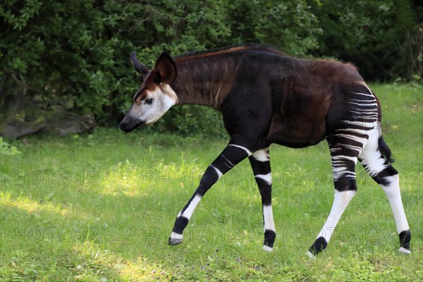 Okapi