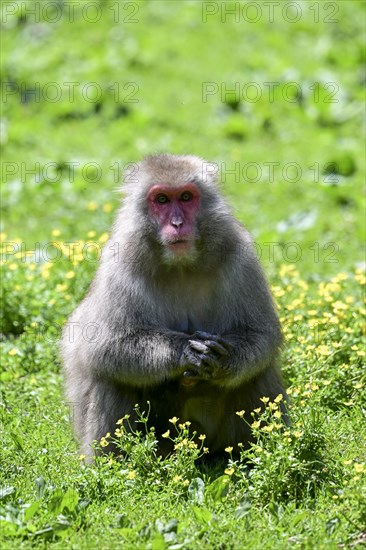 Japanese macaque