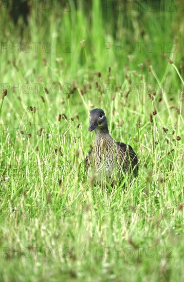 Young mandarin duck