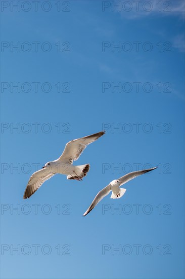 Pair of seagulls are flying in sky over the sea waters