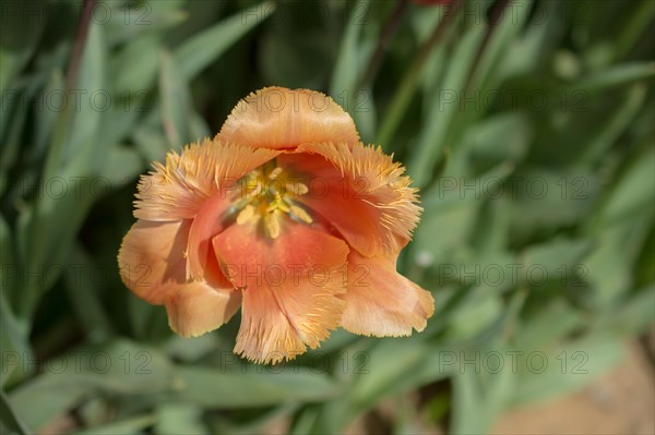 Outstanding colorful tulip flower bloom in the spring garden