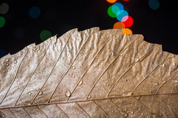 Dry leaf on a bokeh lighton a dark background