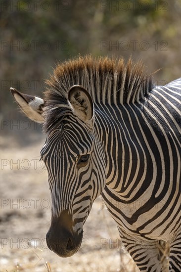 Plains Zebra of the subspecies crawshay's zebra