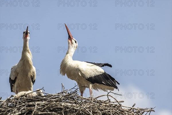 Breeding stork