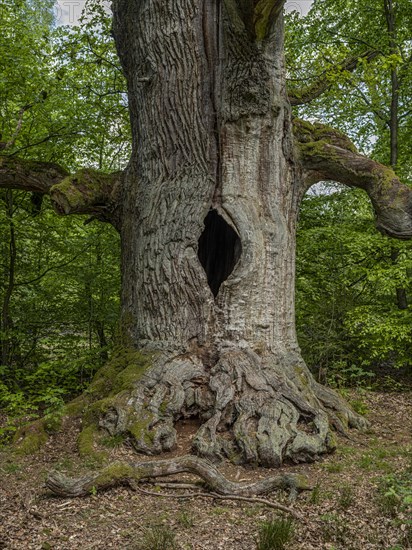 Chimney oak tree