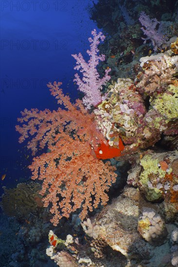 Hemprich's tree coral