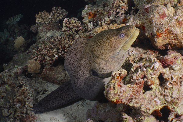 Giant Moray