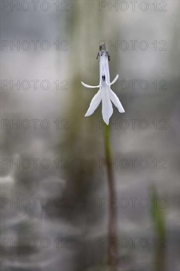 Water lobelia