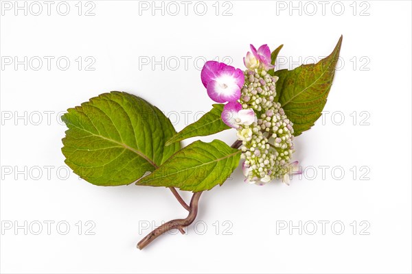 Mountain hydrangea