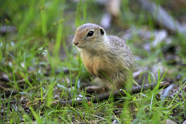 European ground squirrel