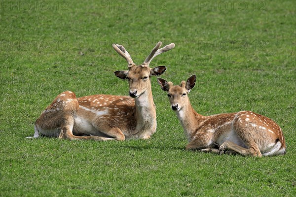 Mesopotamian fallow deer