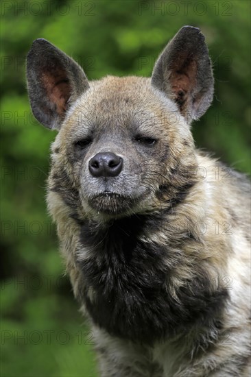 Striped hyena