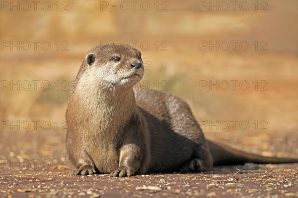 Oriental small-clawed otter