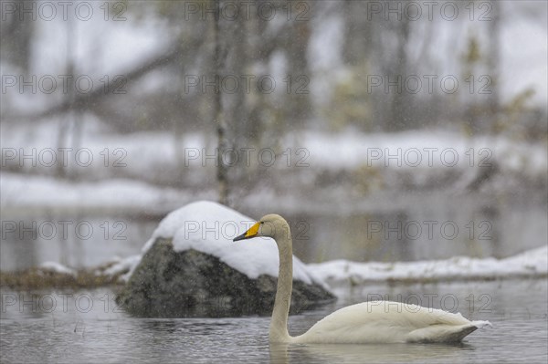 Whooper Swan