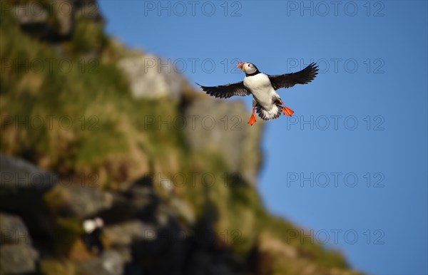 Puffin