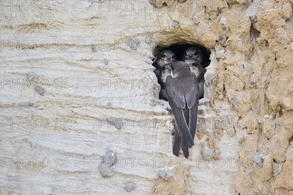 Sand martins