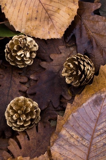 Pine cones and a rope placed on a background covered with dry leaves