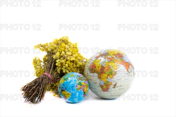 Globes and a bunch of yellow wild flowers on white background