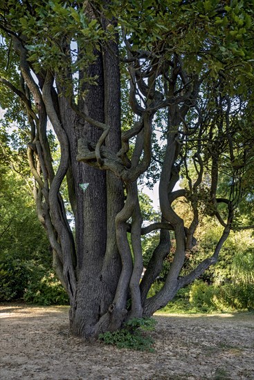 Pyramid oak tree